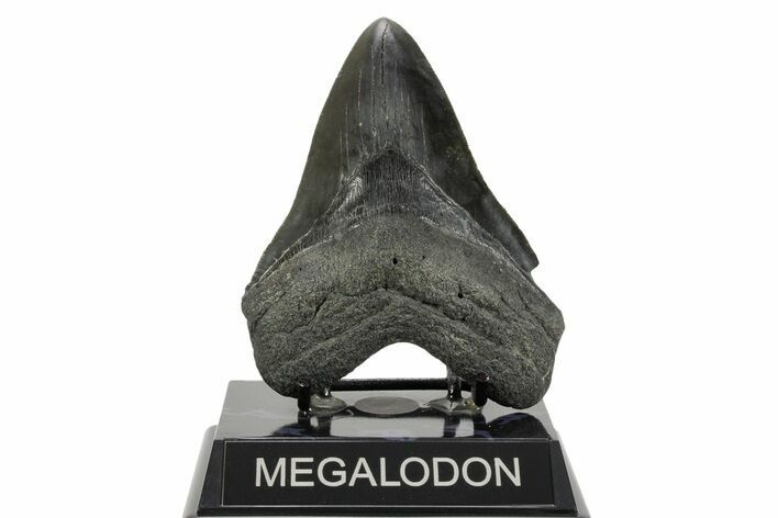 Serrated, Fossil Megalodon Tooth - South Carolina #365740